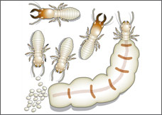 Illustration de termites et de leur potentiel parasitaire dans l'immobilier.